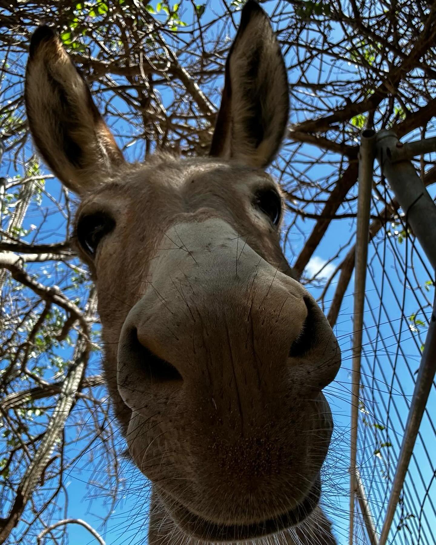 donkeysanctuary